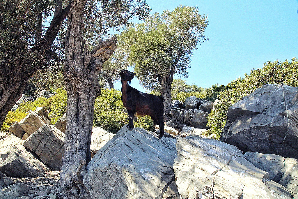 Мармарис 2017 Природа-170908_132423