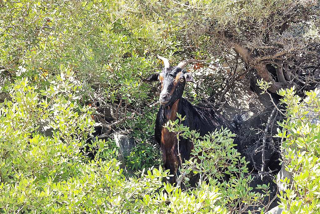 Мармарис 2017 Природа-170908_132537