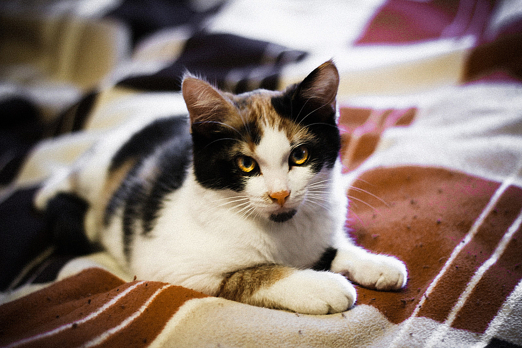 Начало-110112_071907