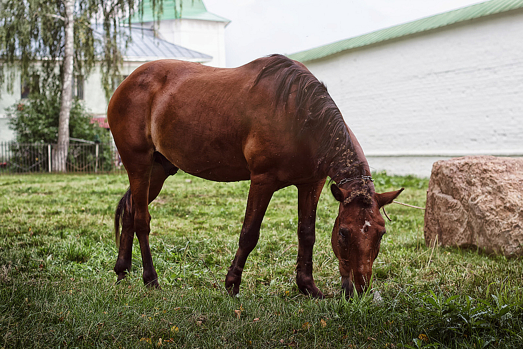 Николо-Пешношский монастырь-160821_192134
