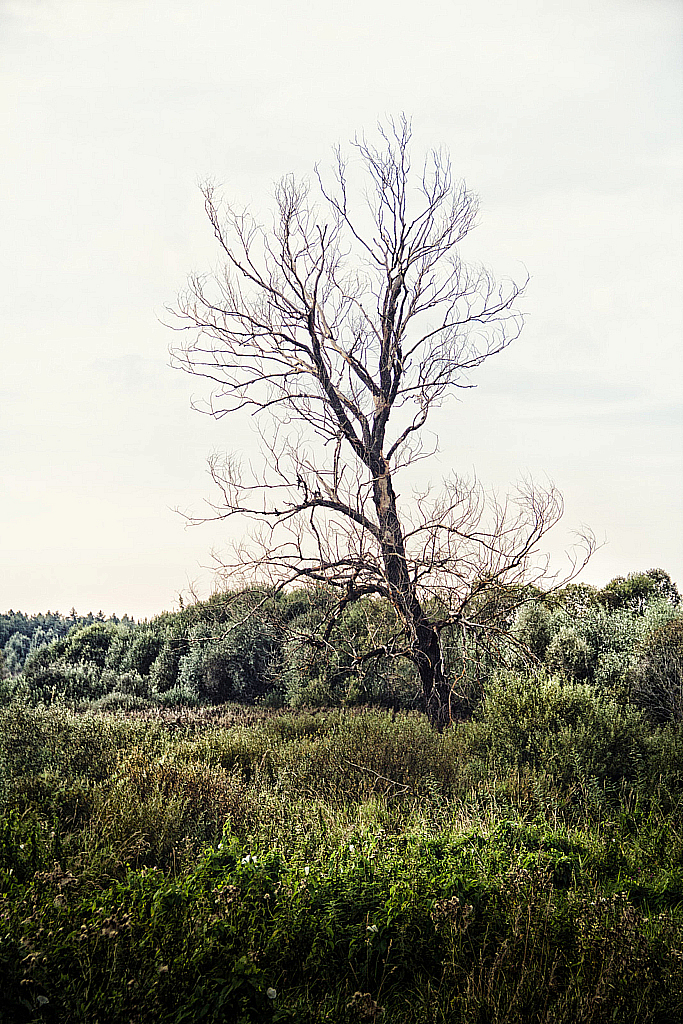 Николо-Пешношский монастырь-160821_200349