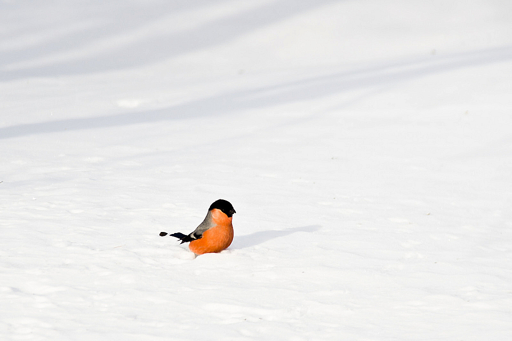 Охота на птиц-130308_104326