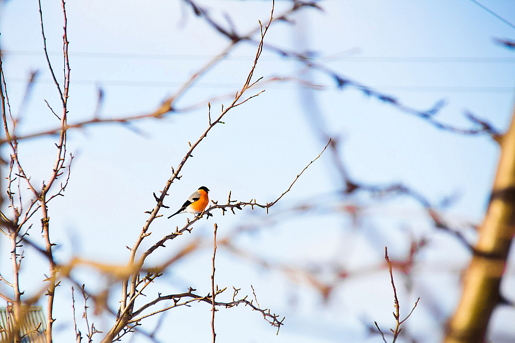 Охота на птиц-130308_105046