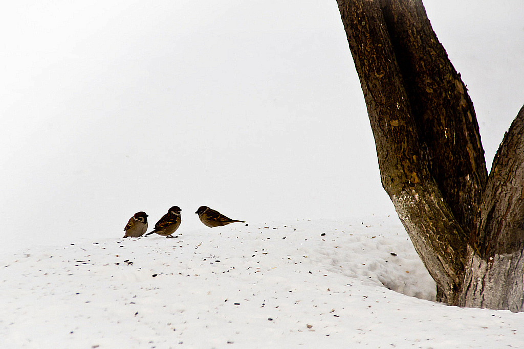 Охота на птиц-130308_111039