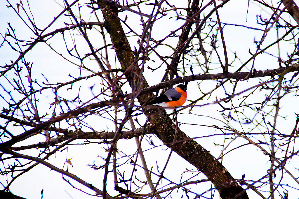 Охота на птиц-130308_111320