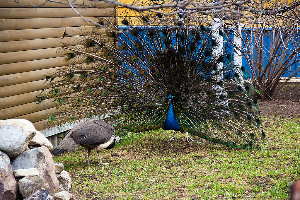 Пасха 2014-231206_155505