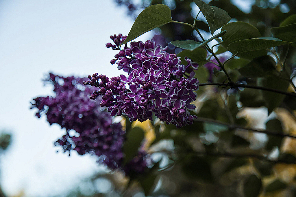 Сиреневый сад-190517_195802