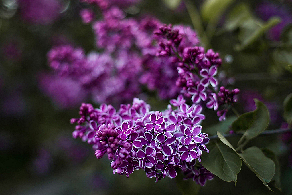 Сиреневый сад-190517_200639