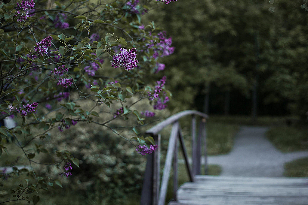 Сиреневый сад-190517_200813