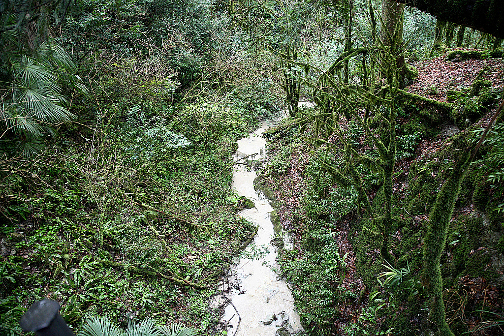 Сочи Тисо-самшитовая роща-180305_092849