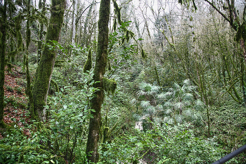 Сочи Тисо-самшитовая роща-180305_092907