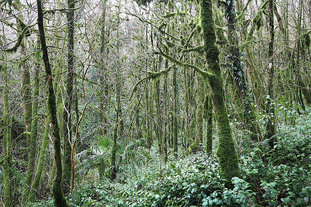 Сочи Тисо-самшитовая роща-180305_093022