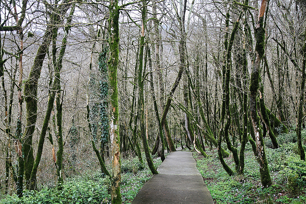 Сочи Тисо-самшитовая роща-180305_093602