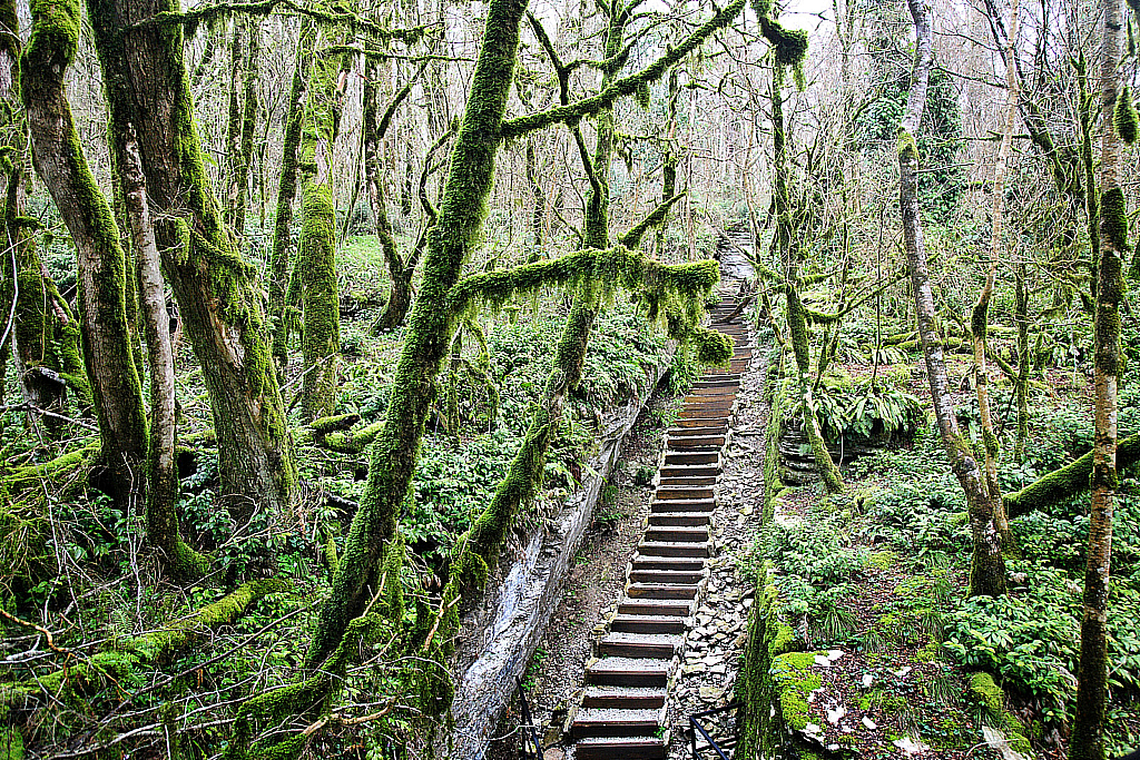 Сочи Тисо-самшитовая роща-180305_093952