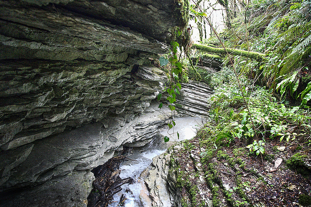 Сочи Тисо-самшитовая роща-180305_094251