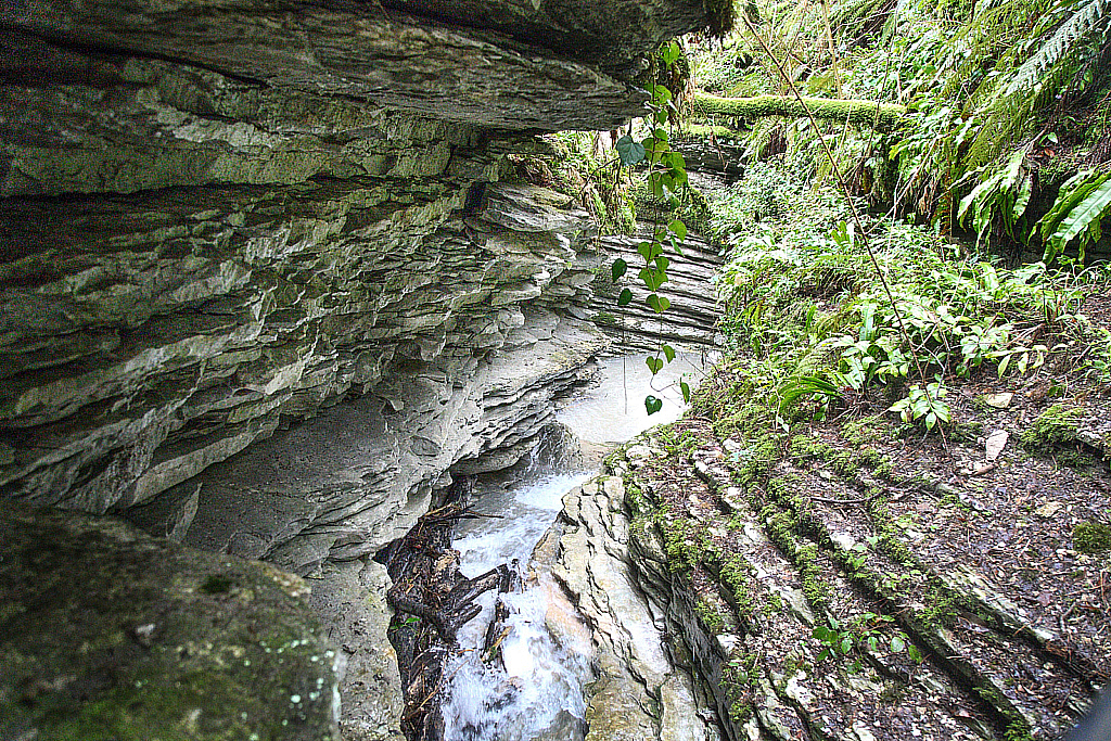 Сочи Тисо-самшитовая роща-180305_094301