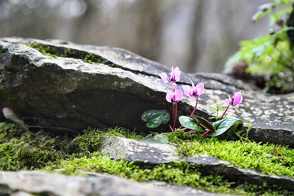 Сочи Тисо-самшитовая роща-180305_095454