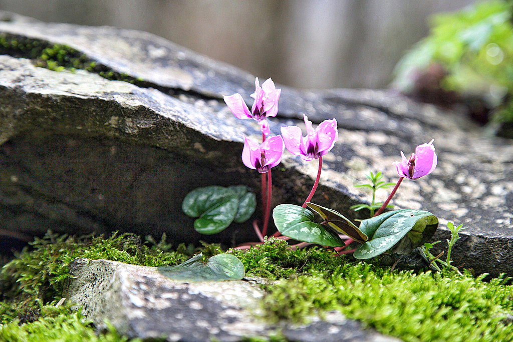 Сочи Тисо-самшитовая роща-180305_095503