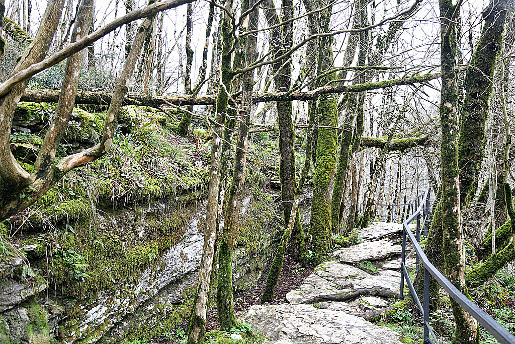 Сочи Тисо-самшитовая роща-180305_095953