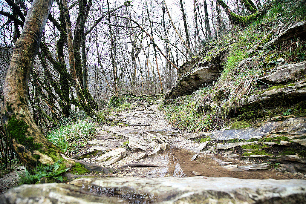 Сочи Тисо-самшитовая роща-180305_100230
