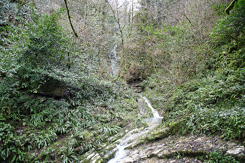 Сочи Тисо-самшитовая роща-180305_102844