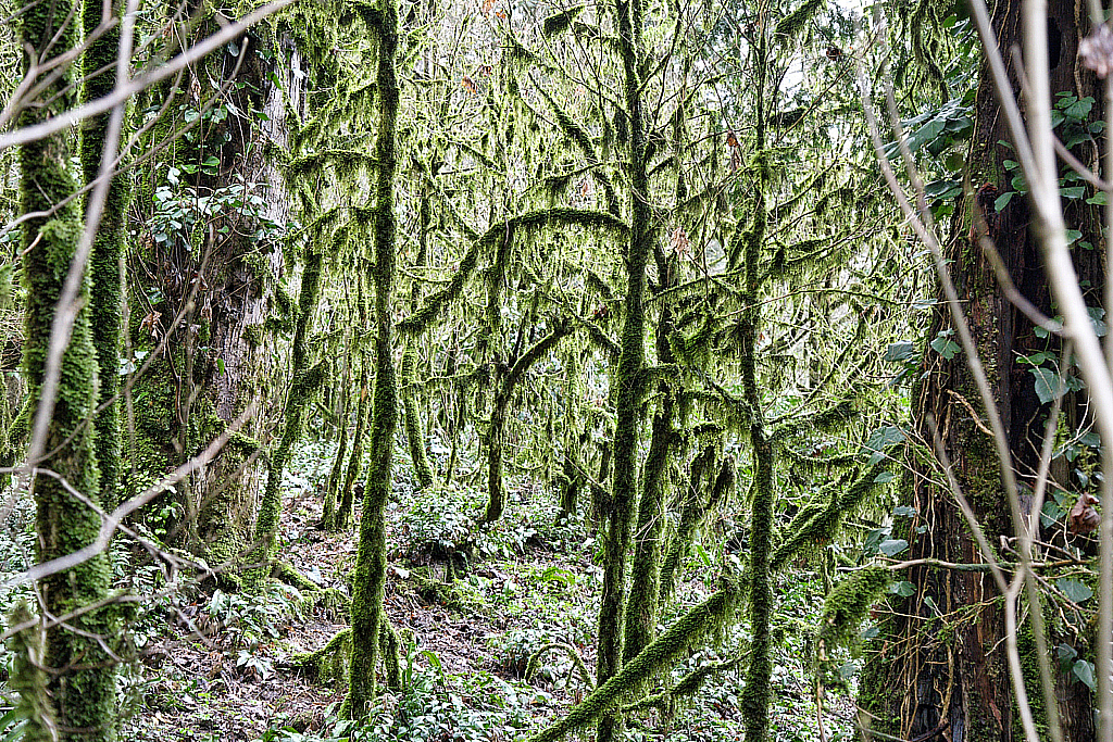 Сочи Тисо-самшитовая роща-180305_103055