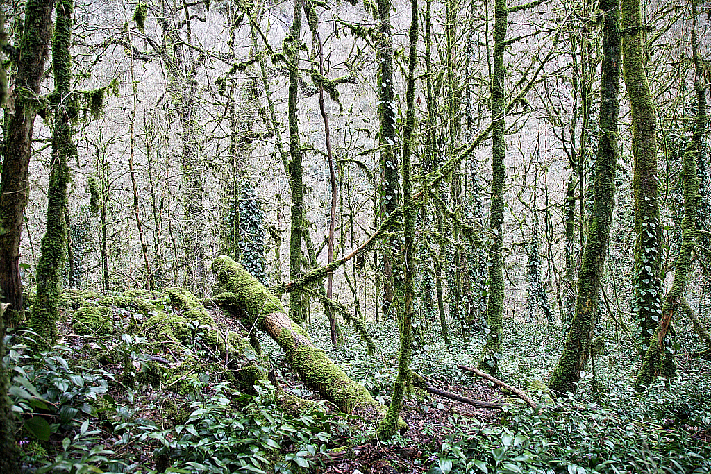 Сочи Тисо-самшитовая роща-180305_111852