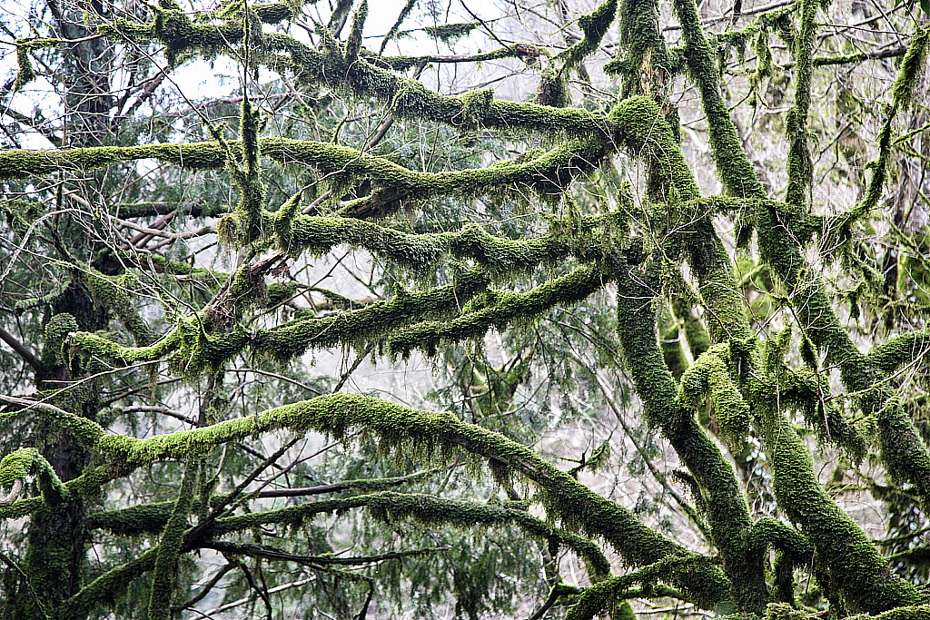 Сочи Тисо-самшитовая роща-180305_112125