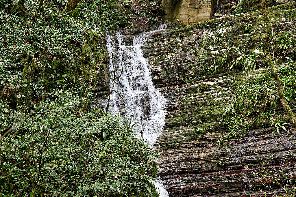 Сочи Тисо-самшитовая роща-180305_112312