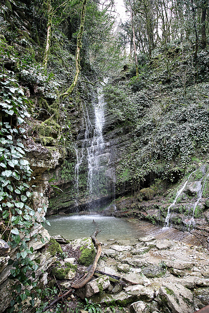 Сочи Тисо-самшитовая роща-180305_112919