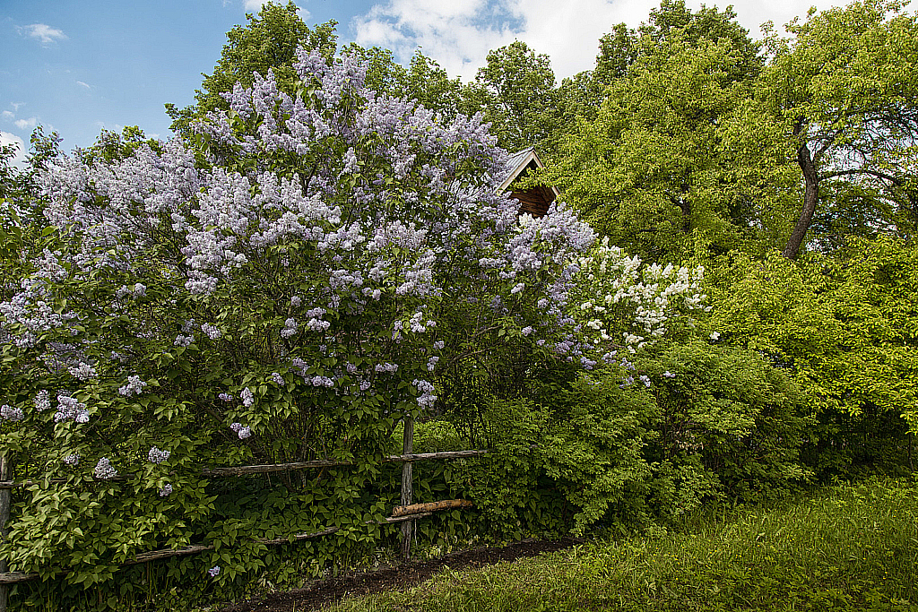Шахматово-190526_160044