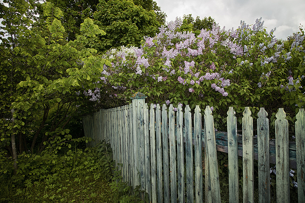 Шахматово-190526_160333