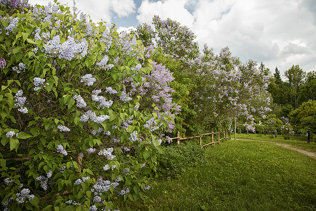 Шахматово-190526_160725