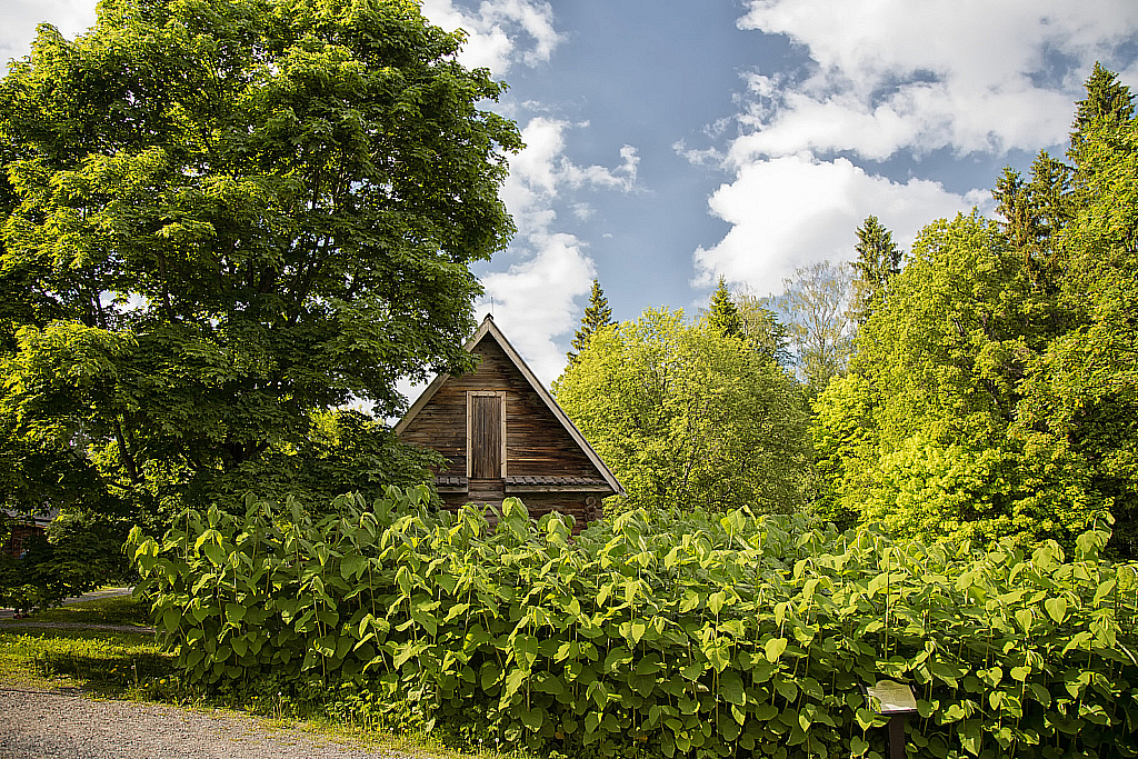 Шахматово-190526_163700