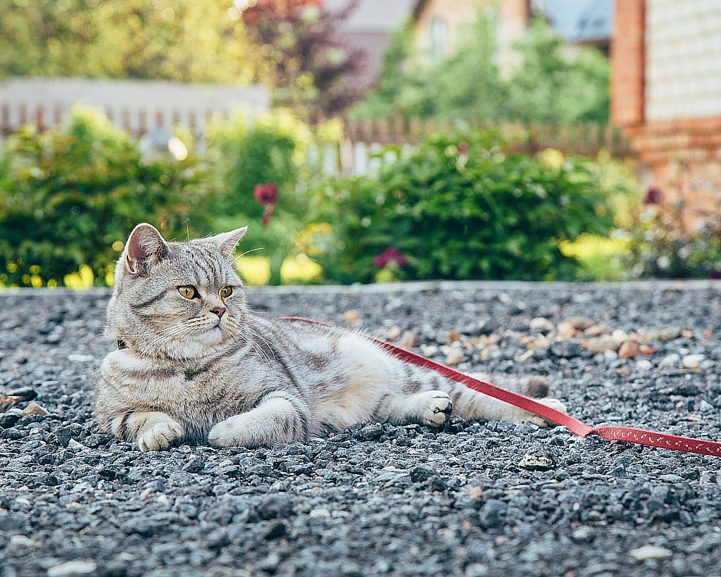 Шпилево Лето 2020-200607_192720