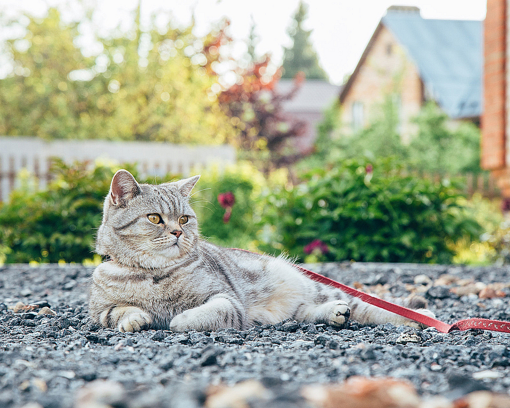 Шпилево Лето 2020-200607_192726