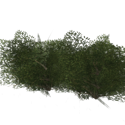 Bushes