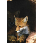 Nightmare Fox 2