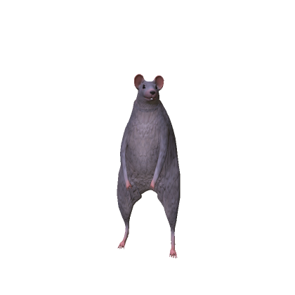 Rat