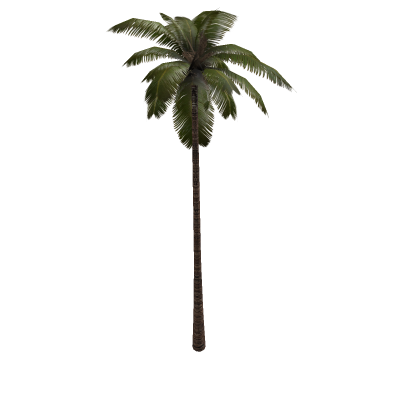 Palm Tree