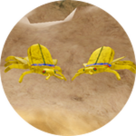 Beetles Be Gone