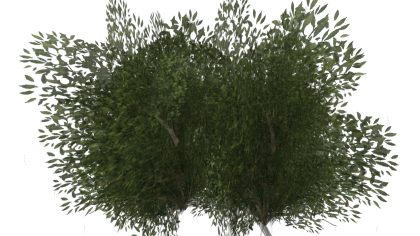 Bush