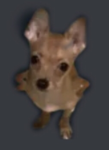PerroWorks