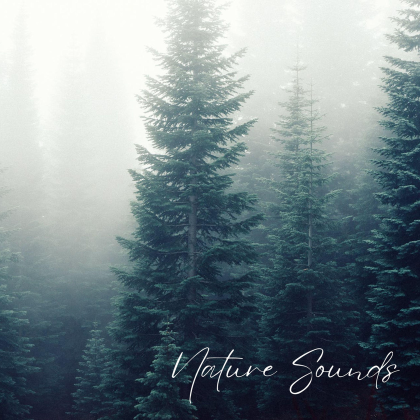 Wind Sounds: Strong Wind Through Swedish Forest