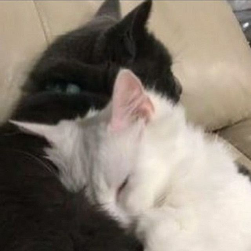 🐱