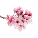 Hidden in the flowers