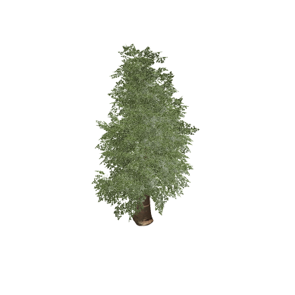 Realistic Tree