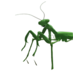 Grow Mantis