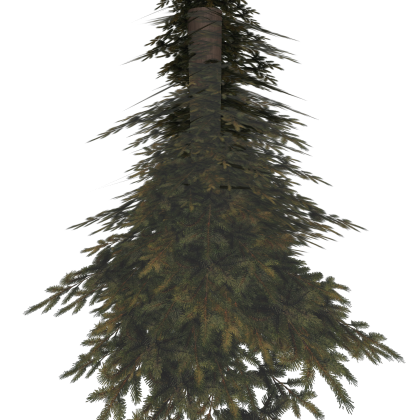 Forest Tree
