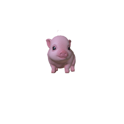 Mini Pig